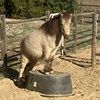 cowboyjoe1
